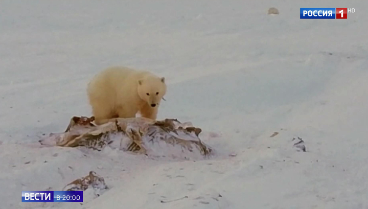 Спасти Умку: годовалого медвежонка на Чукотке возвращают в природу