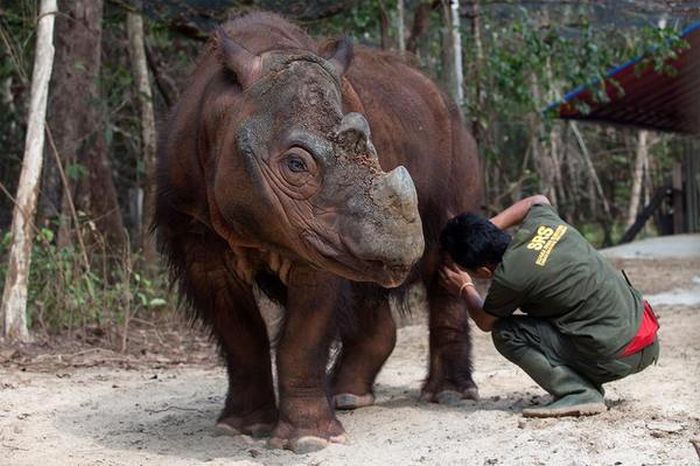 Суматранский носорог численность которого на Земле 275 особей