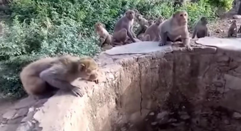 Видео: В Индии обезьяны спасли леопарда, упавшего в колодец с водой