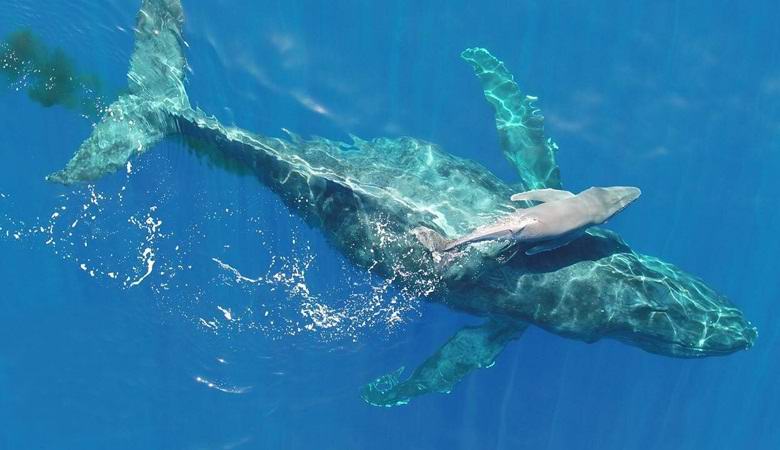 Новорожденный горбатый кит попал на видео
