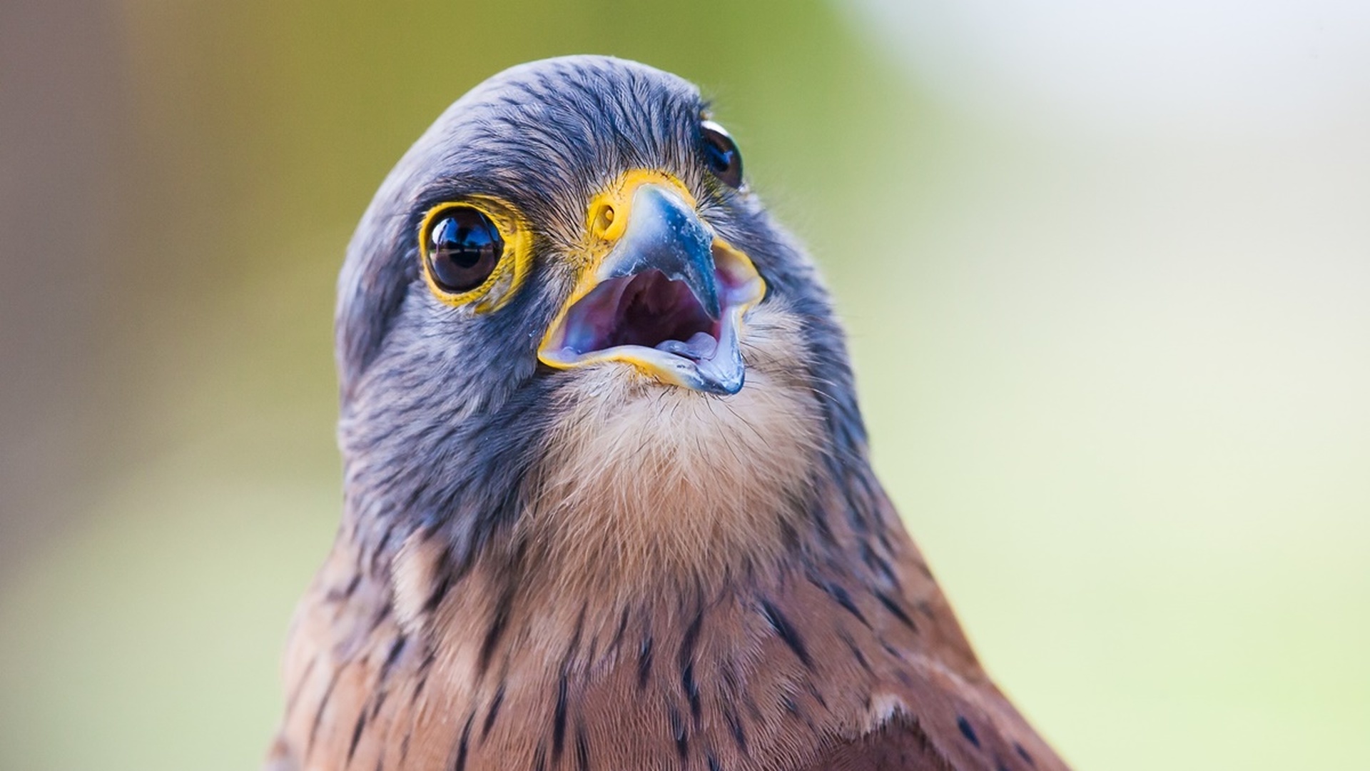 Камера с "птичьим зрением" позволила взглянуть на мир глазами пернатых