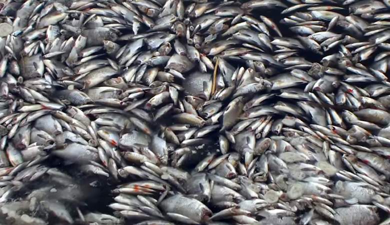 Тонны безголовой рыбы прибило к берегам Германии