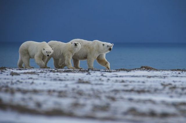 Эксперт WWF назвал причину нашествия медведей на Новой Земле