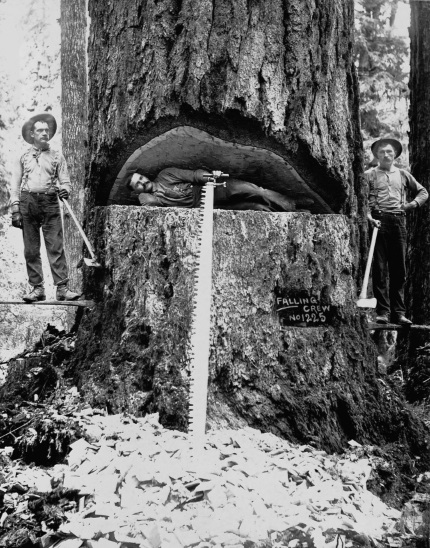 Лесорубы и гигантские деревья (1892-1937)