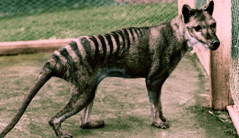 «Вымершего» сумчатого волка сфотографировали в Австралии