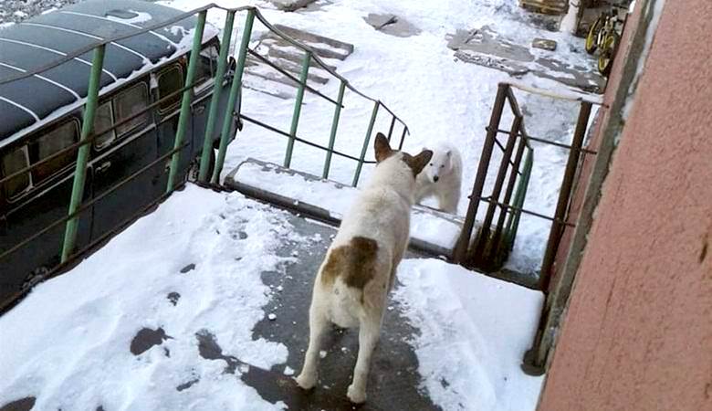 Белый медведь забрел в подъезд дома российского поселка