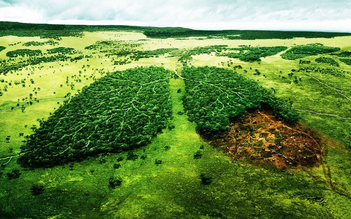 Счетная палата отметила, что с 2013 года покрытая лесами площадь сократилась на 1,1 млн гектаров (на 1 января 2018 г.)