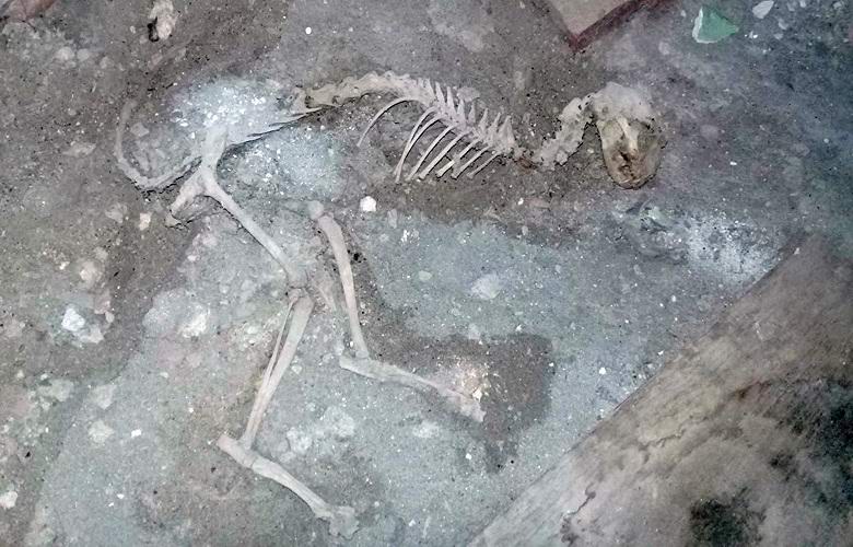 Останки загадочного животного обнаружили в Узбекистане