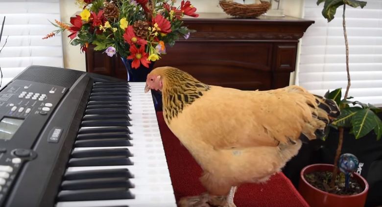 Курица играет на пианино