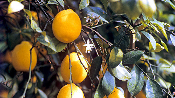 В США назвали лимоны предметом роскоши для россиян