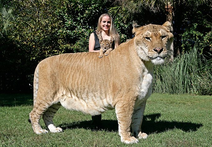 Знакомьтесь, лигр Геркулес! Самая большая кошка в мире весом 400кг!