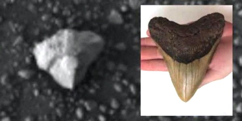 Скотт Уоринг нашел на фотоснимке с Марса зуб существа исполинского размера