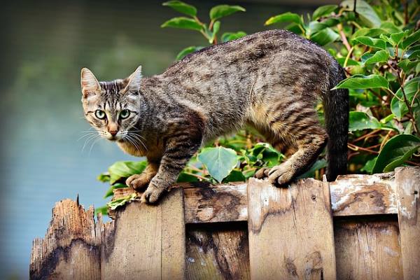 Могут ли кошачьи паразиты вызывать у людей шизофрению?