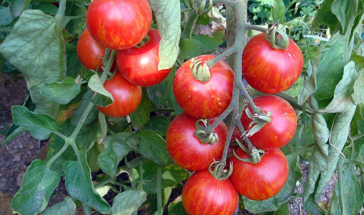 Немку русского происхождения оштрафовали за выращивание помидоров