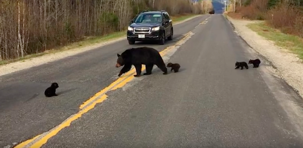 Полицейские помогли семейству медведей перейти дорогу. Именно это спасло жизнь одному из малышей