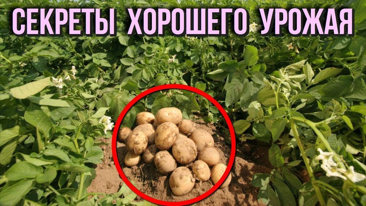 Девять советов для высокого урожая картофеля Как получить большой урожай Дачные советы