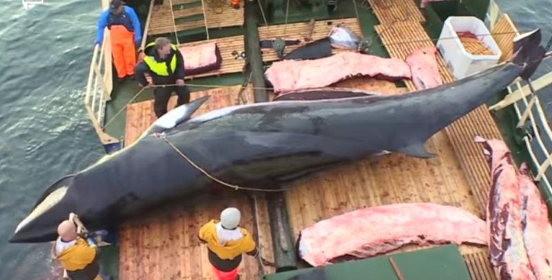 Норвегия продолжает убивать китов