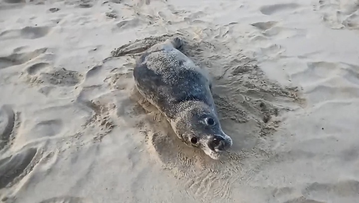Люди попытались "спасти" тюленя, мирно отдыхавшего на пляже под Калининградом. Видео