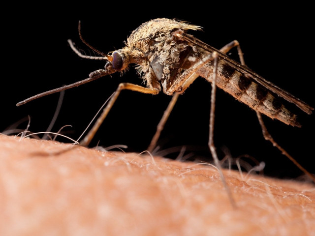 Учёные сломали комарам систему поиска человека