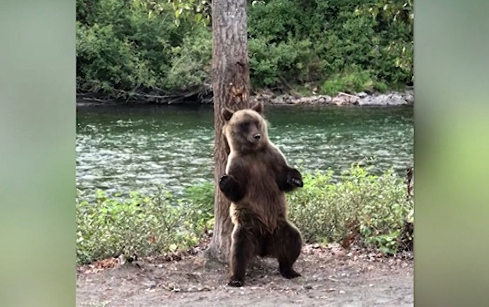 Китайская танцующая медведица стала интернет-звездой: видео