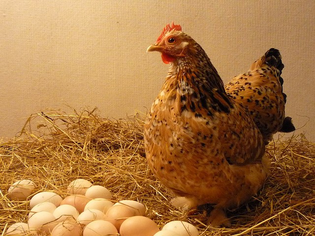 Проблема курицы и яйца