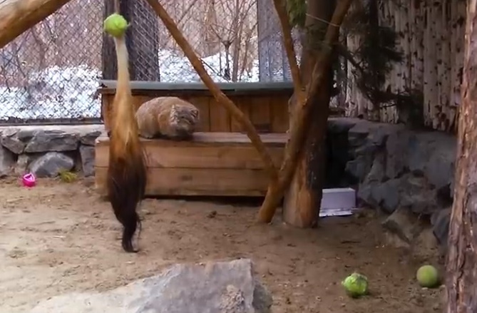 Сибирский зоопарк показал игры манула, вскормленного кошкой Муськой. Видео
