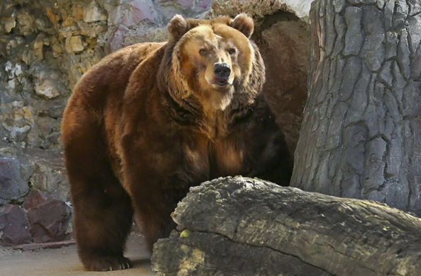 В Московском зоопарке из спячки вышли медведи