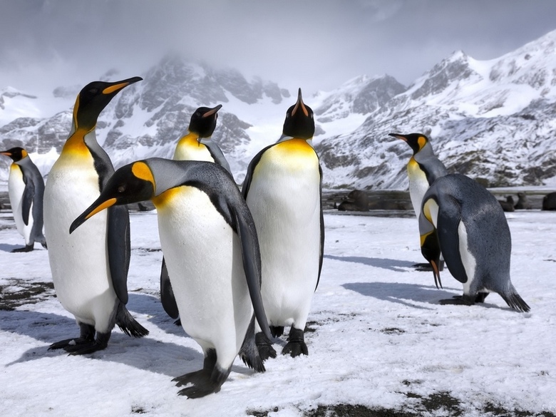 Пингвины, которые не мерзнут при сильных морозах Антарктиды и отчего-то не отмораживают лапы