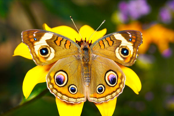 познать мир бабочки