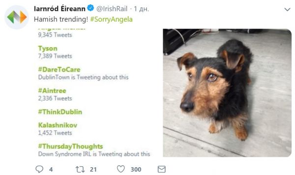 Пёс-потеряшка за два дня прославился на всю Ирландию