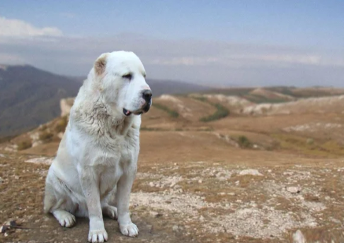 О любви азиатских собак к российским военным базам