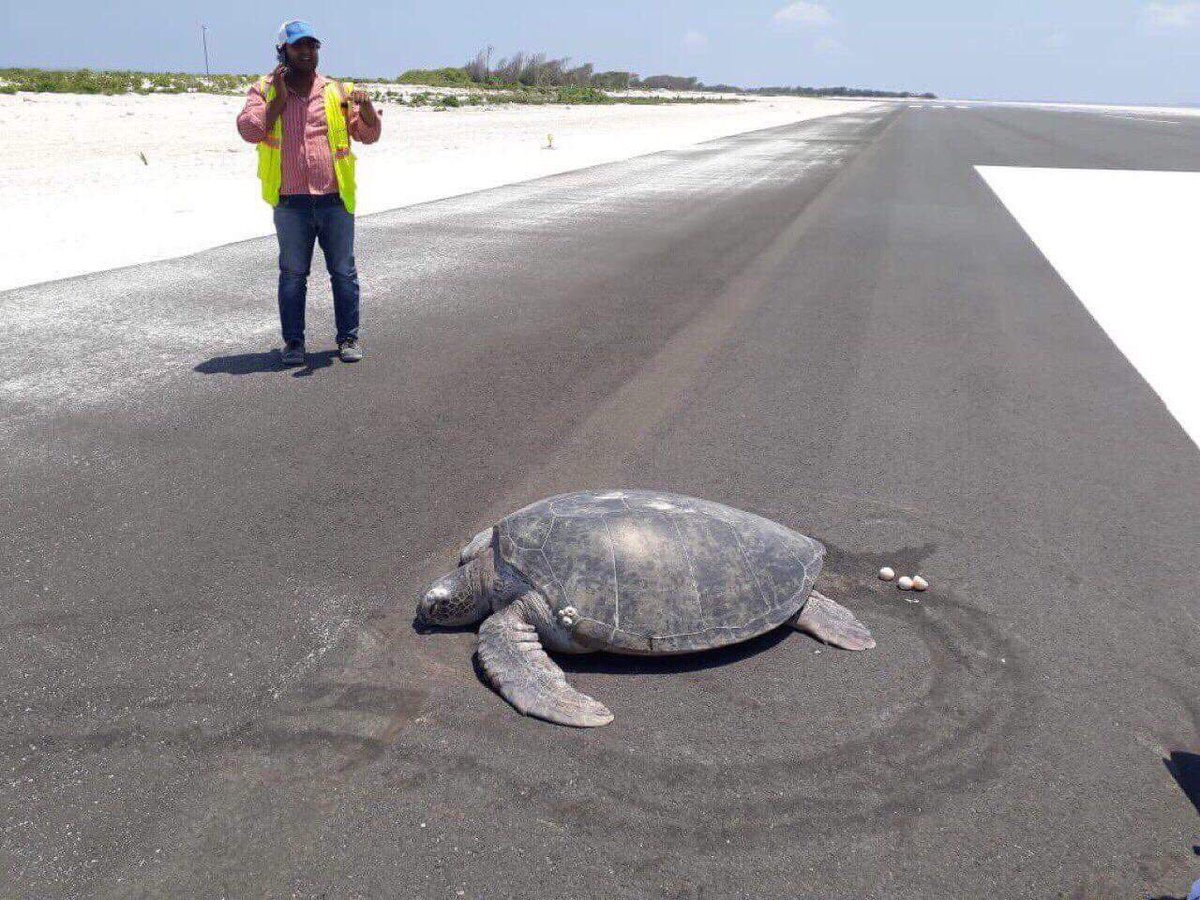 На Мальдивах черепаха пыталась отложить яйца на пляже. Но за время ее отсутствия песок превратился во взлетно-посадочную полосу