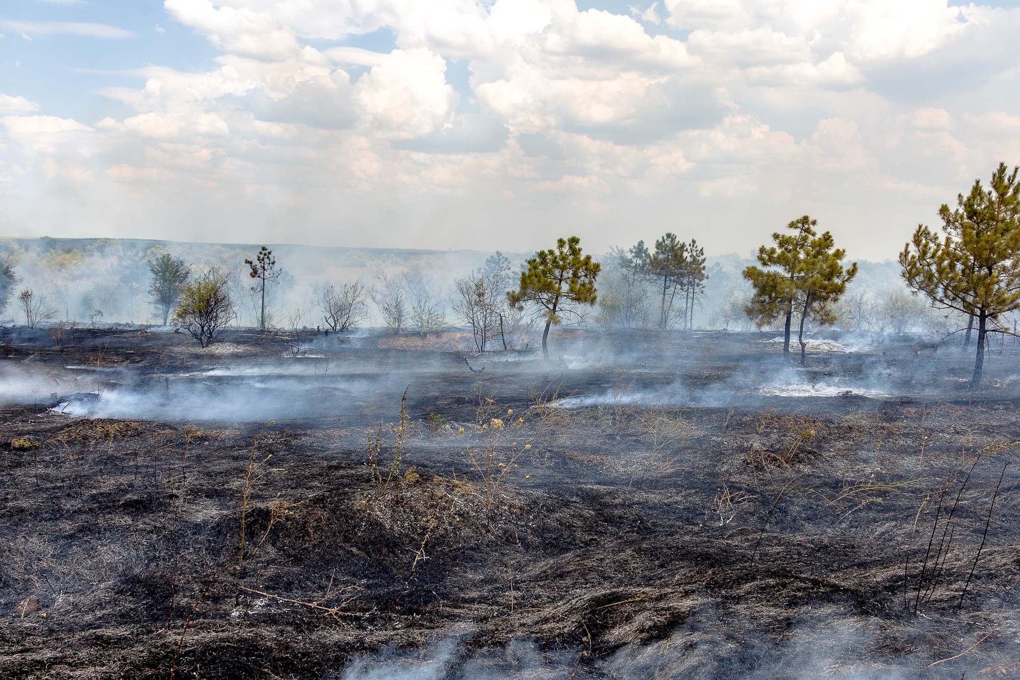 В Забайкалье в пожарах сгорели десятки животных
