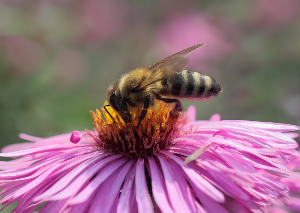 Пчёлы находятся на грани вымирания