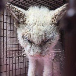 Спасенная слепая бездомная кошка удивила своими невероятными глазами