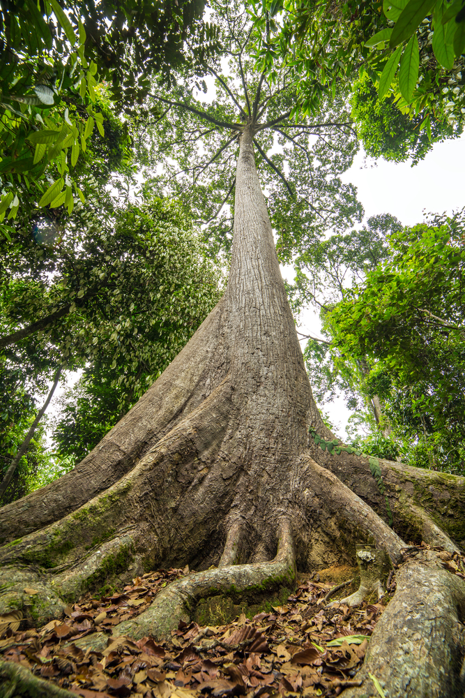 Гиганты планеты: самое высокое тропическое дерево