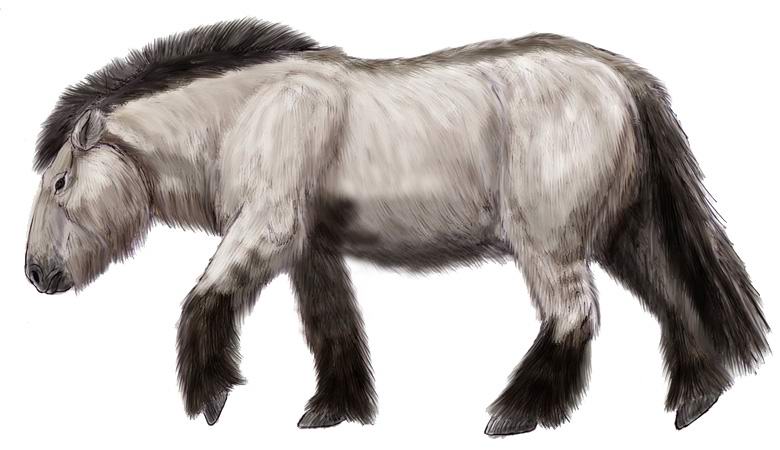Появилась возможность клонировать древнюю лошадь, найденную в Якутии