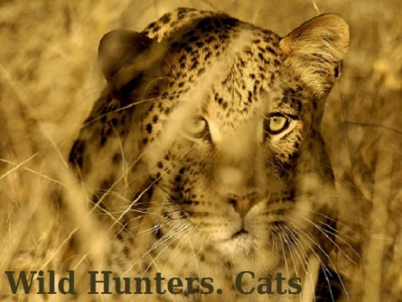Дикие охотники. Кошки / Wild Hunters. Cats (2019) National Geographic