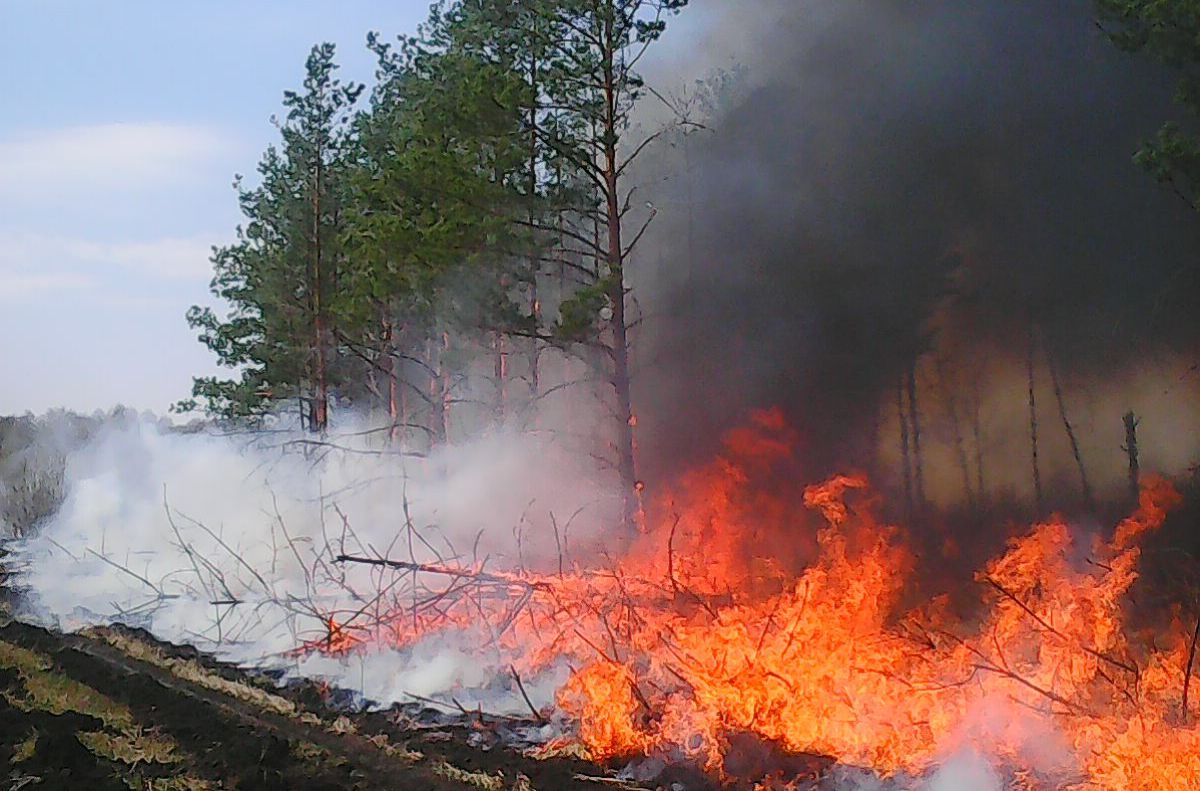 Природные пожары (Лесные, степные, торфяные и ландшафтные пожары).