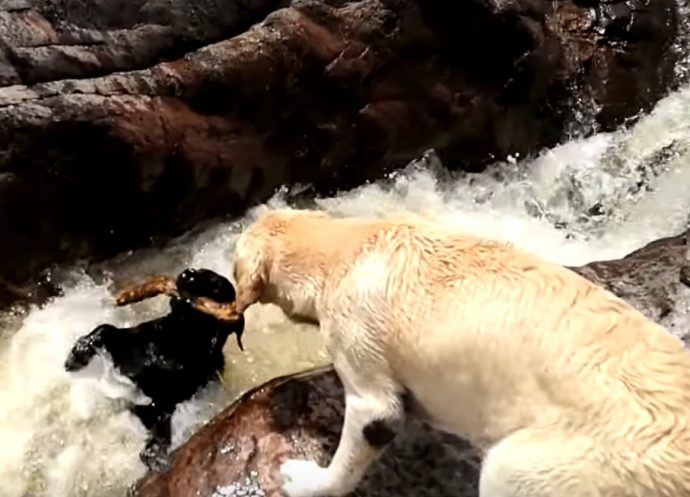 «Держись за палку!» Собака тонет в бушующей воде, но его друг приходит на помощь!