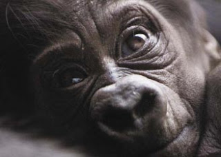 Шимпанзе внимательно изучает Instagram и листает ленту
