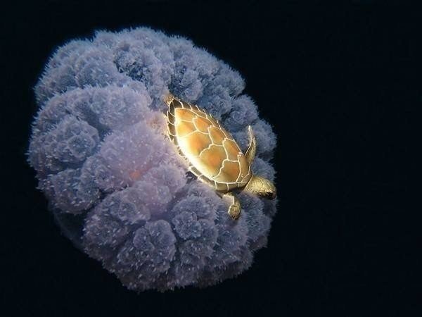 Черепаха, верхом на медузе.