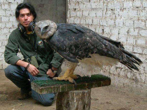 Это - орел Гарпии. Самый большой орел в мире.