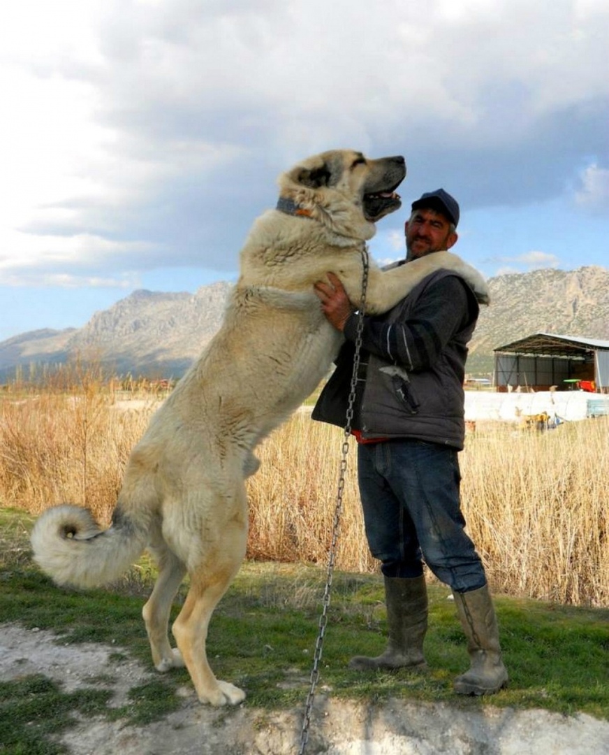 Самый большой алабай мира по кличке Бульдозер проживает в России и весит более ста килограмм.