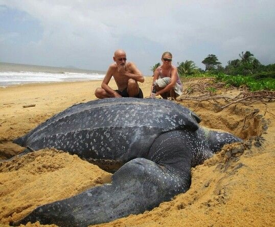 Самая большая черепаха, длиной более 2 м весить около 600 кг