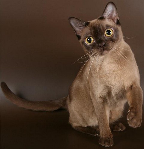 Бу́рма, или бурманская короткошёрстная кошка.