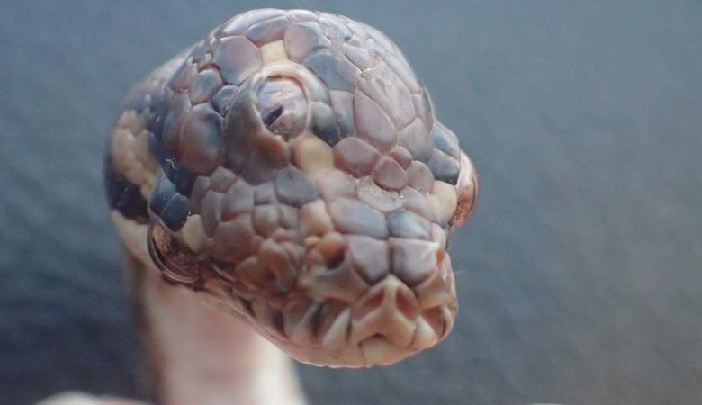 Трехглазую змею нашли в Австралии