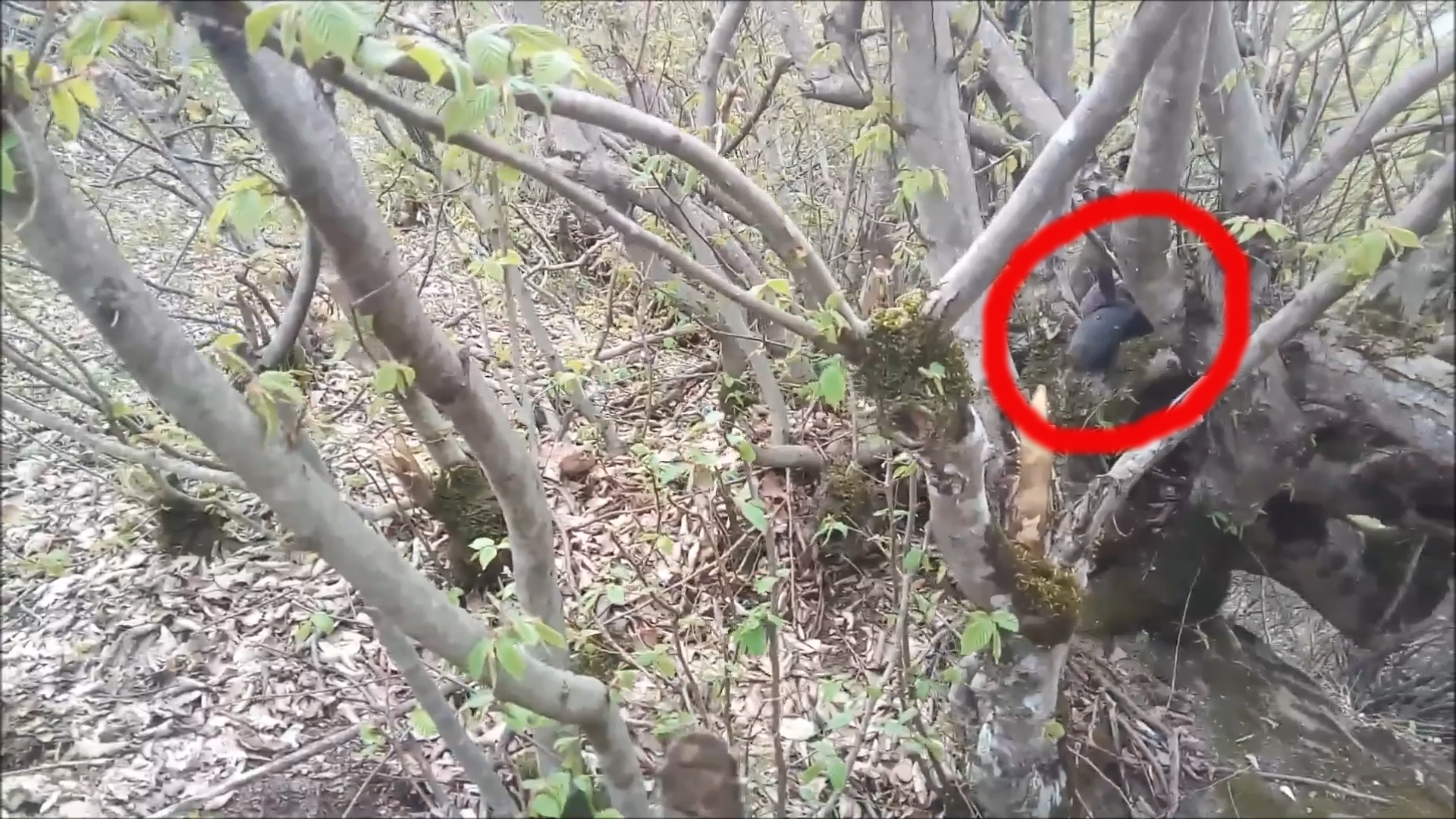 Настоящая Чупакабра снятое на камеру в лесу сибири 28 апреля 2019 г