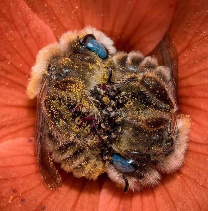 Пчелы, которые обнявшись заснули в цветке