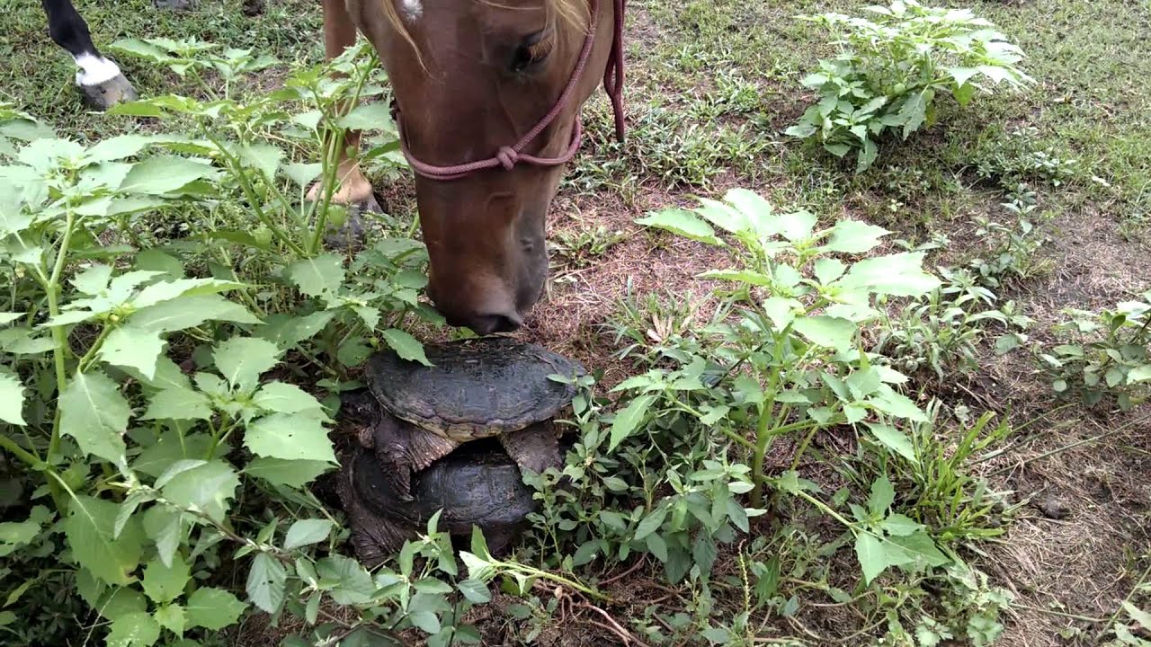 Видео: Черепаха не выдержала бестактного любопытства лошади и прыгнула на нее